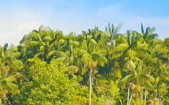 Seguro de viaje a la selva tropical amazónica